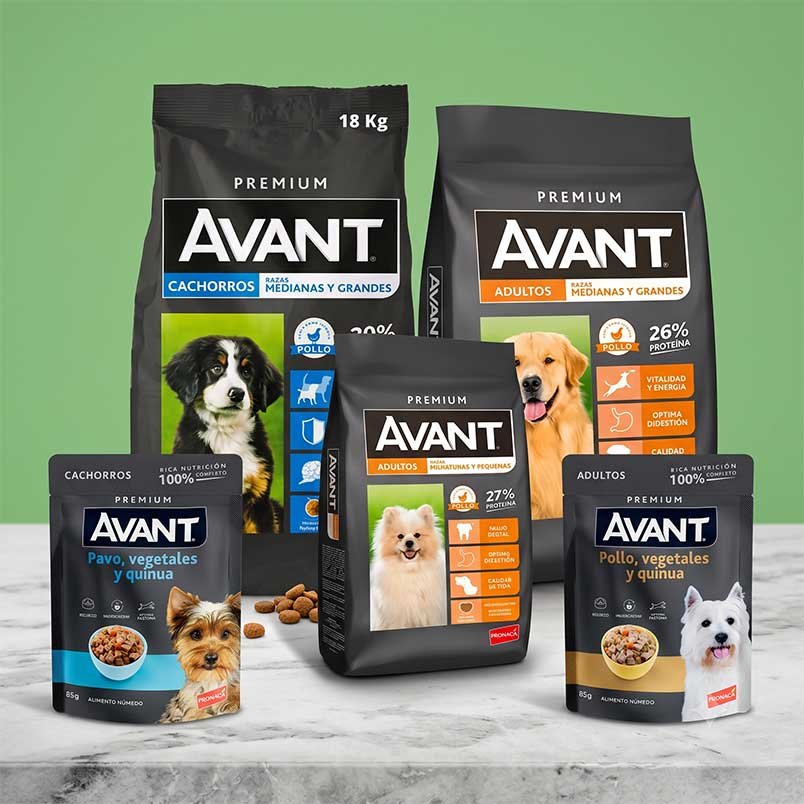Productos Avant en Panki Pet